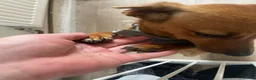 Mixed Breed dogs for sale: Ruby the weiner cross PRICE NEGOTIABLE  - Advert 6