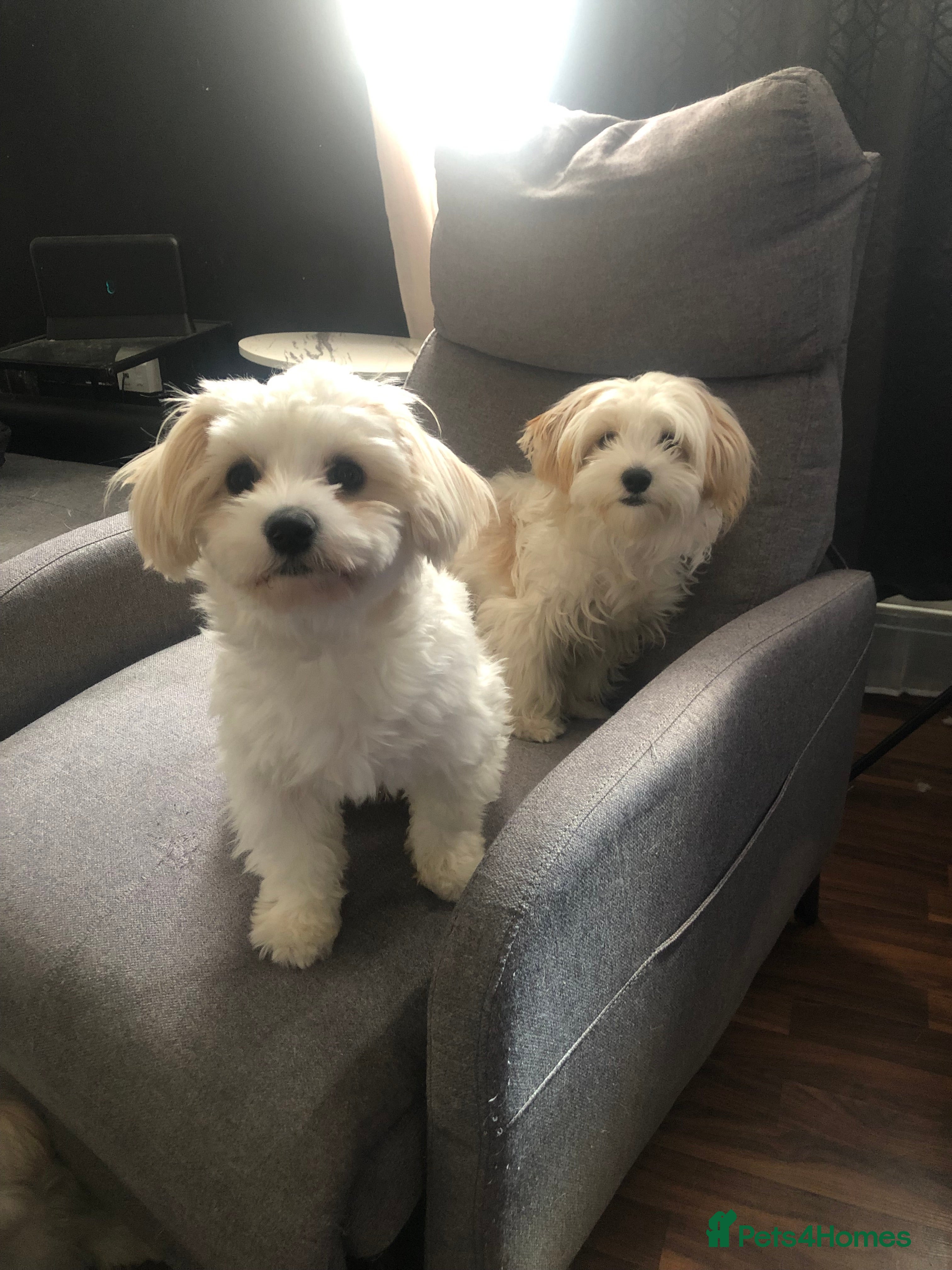 Mixed Breed dogs Mixed breed puppies for sale (9 months old) - Advert 1
