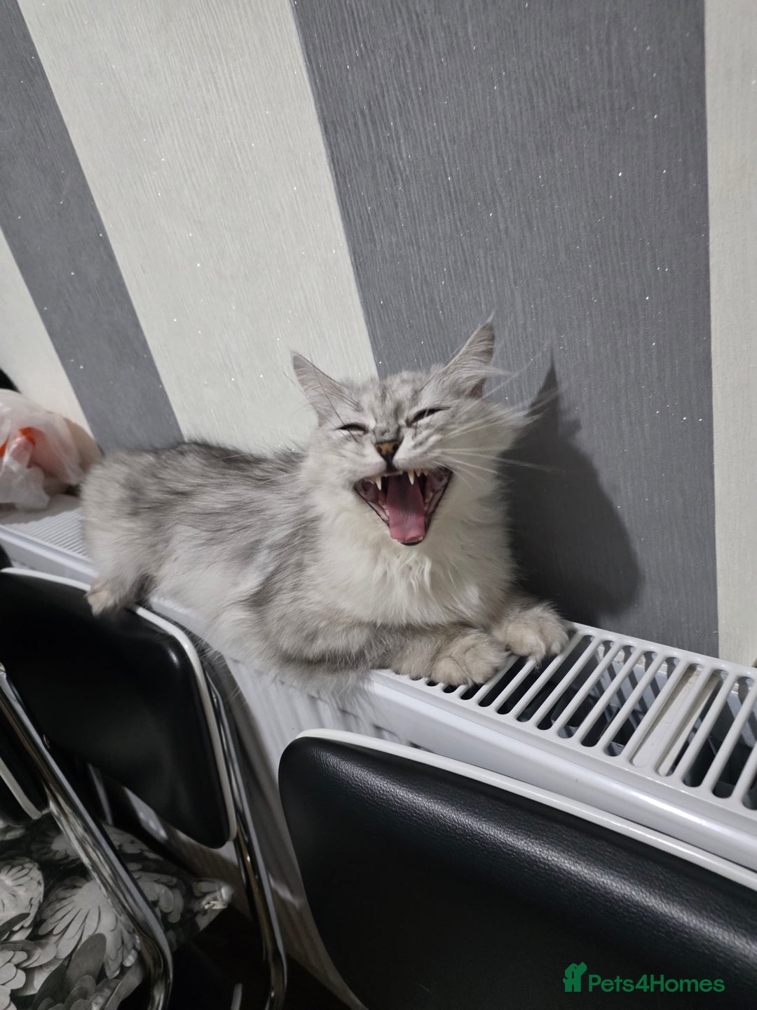 Persian cats for sale: Persian doll face - Image 3