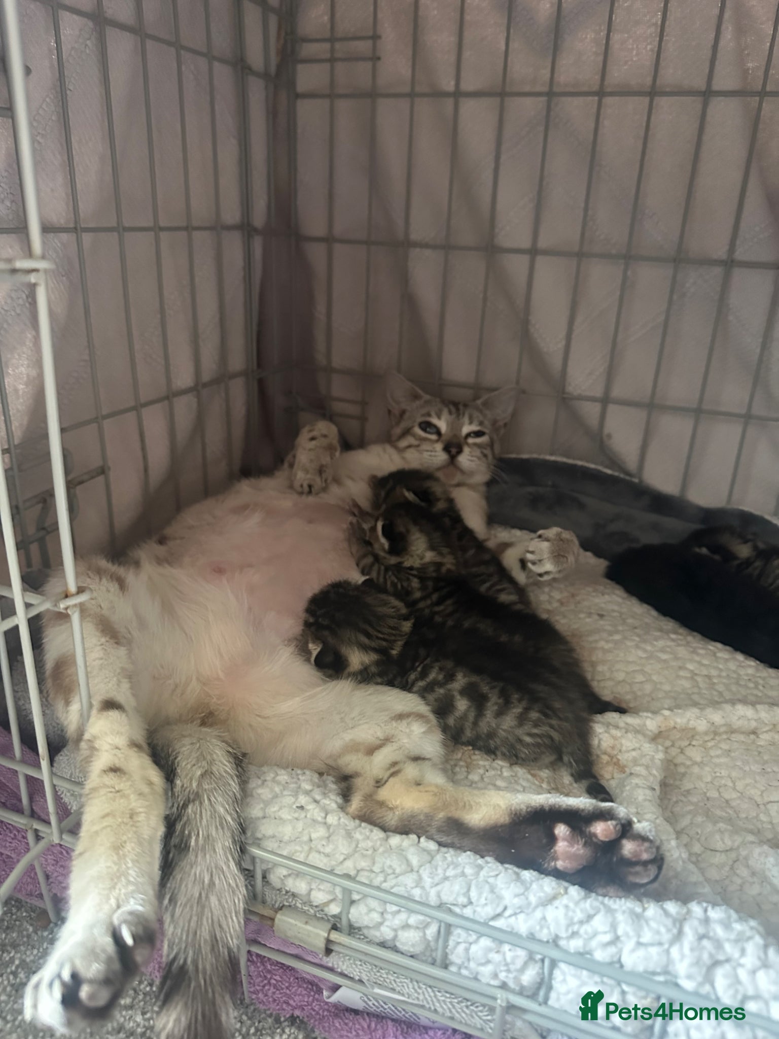 Bengal cats for sale: Mixed breed bengal kittens  in Ware - Advert 4