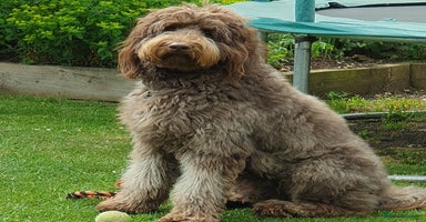 Labradoodle dogs - Advert 15