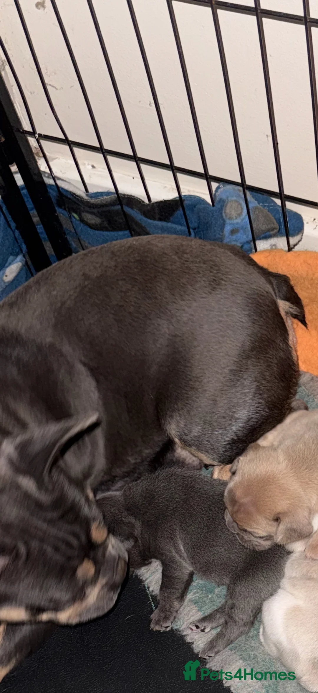 French Bulldog dogs for sale: French Bulldog Puppies 3 Female  - Advert 15