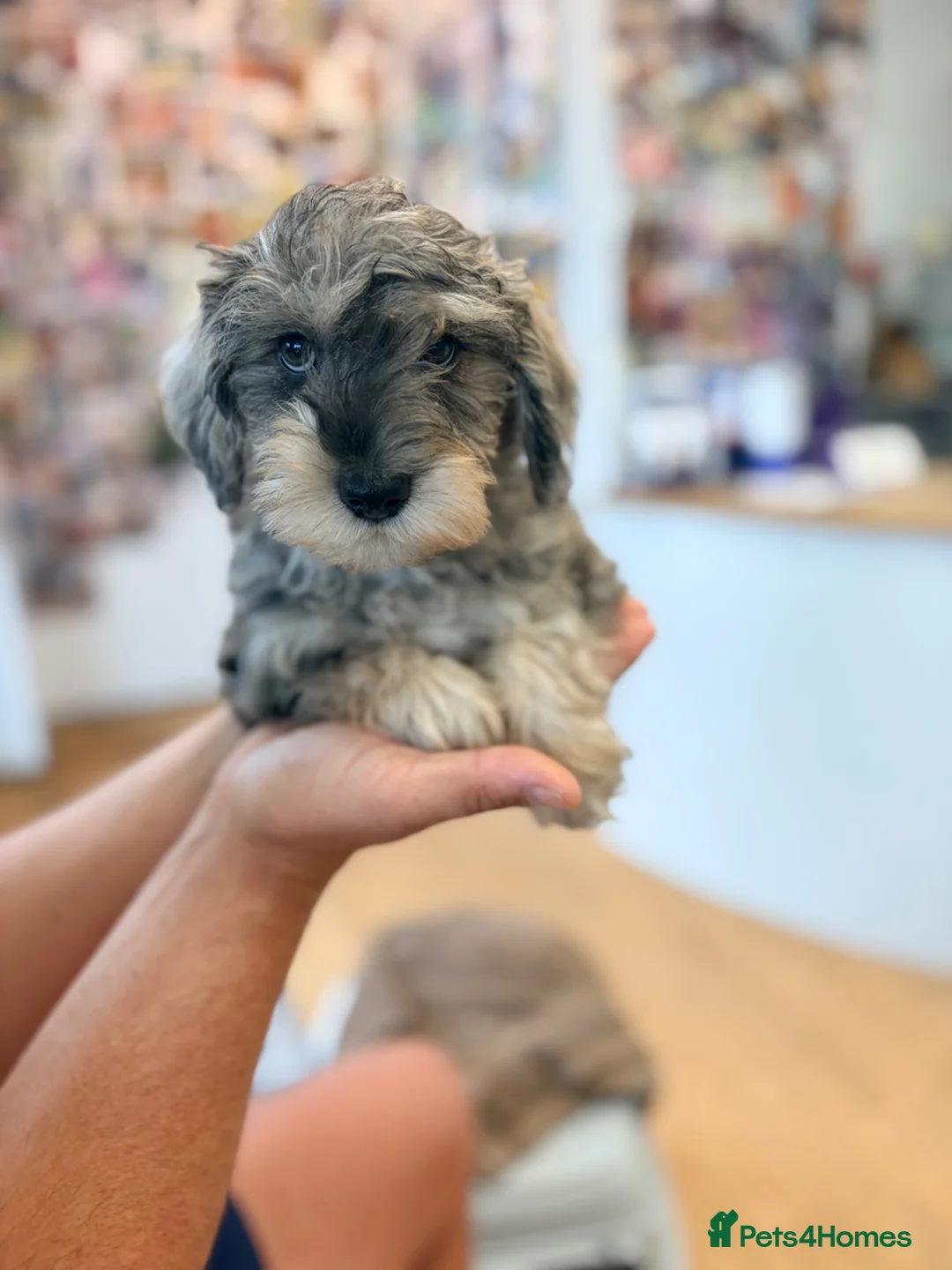 Schnoodle dogs for sale: Fancy a canoodle with a Schnoodle?! 😉 in Canterbury - Advert 1