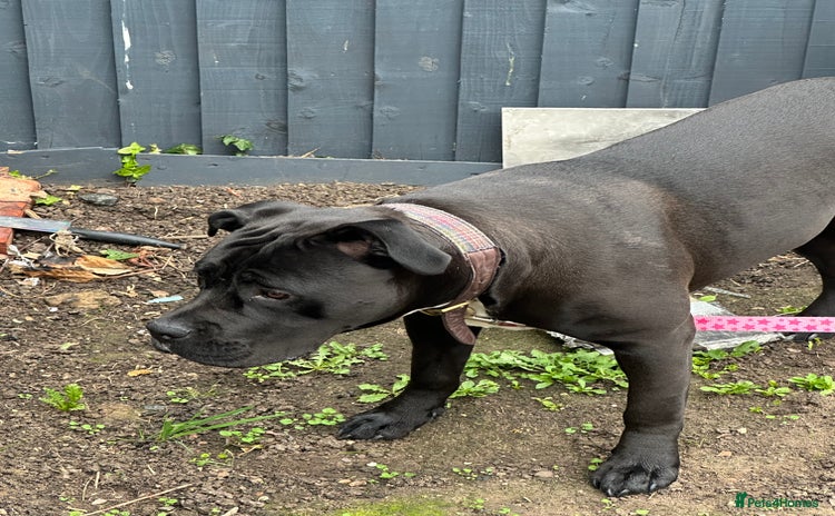Cane Corso dogs - Advert 1