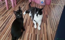 Domestic Shorthair cats for sale:  Bob, The Kitten - Image 32