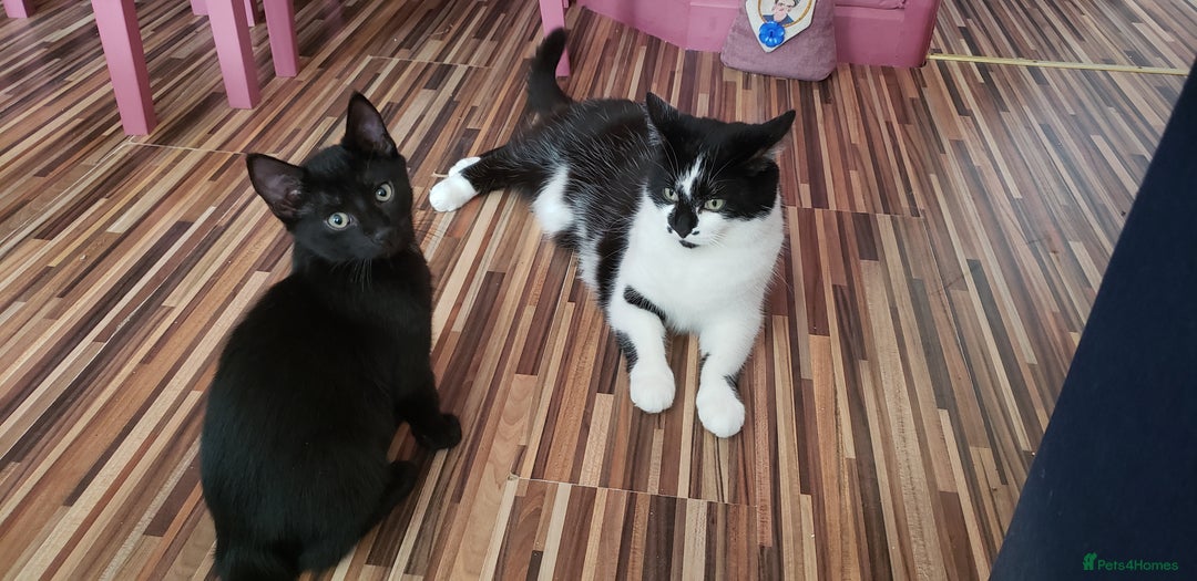 Domestic Shorthair cats for sale:  Bob, The Kitten - Image 32