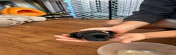 Mixed Breed dogs for sale: Labrador x puppies  - Advert 7