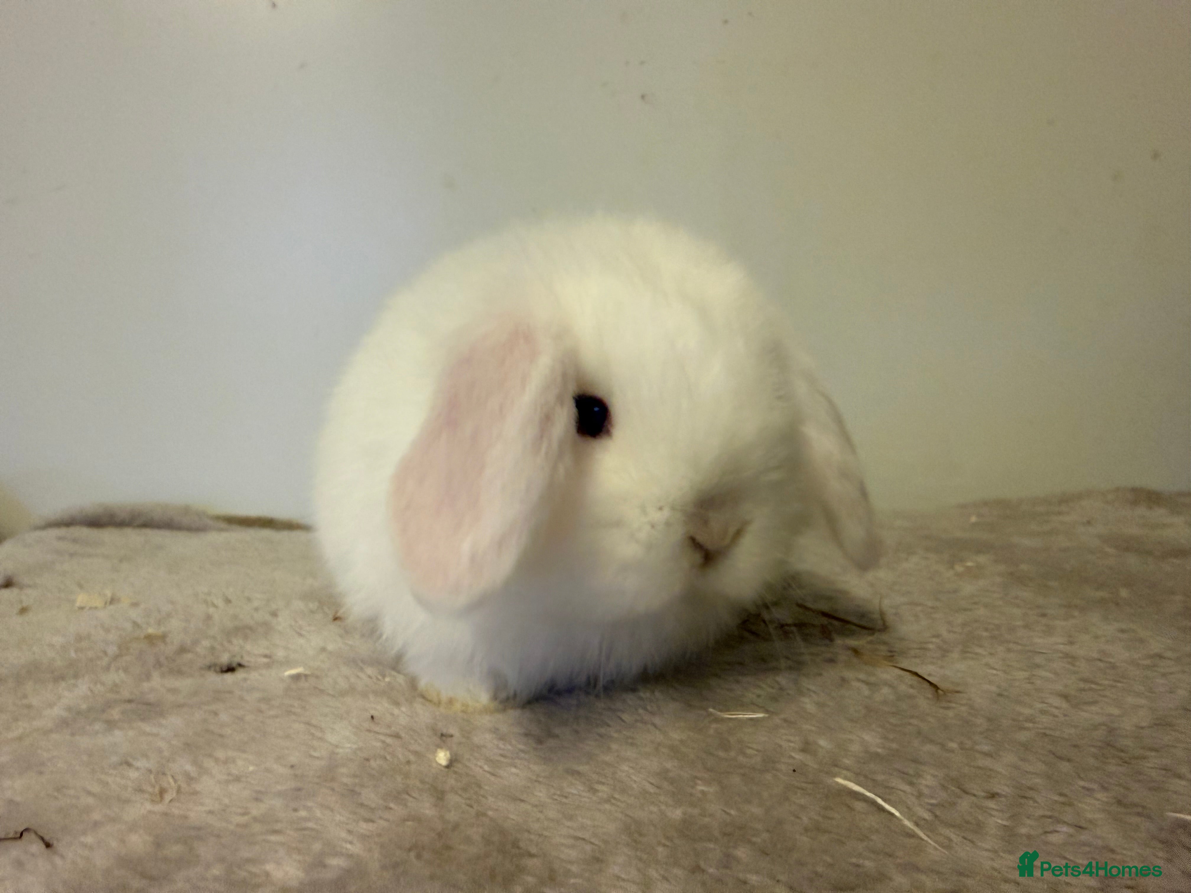 Mini Lop rabbits Pure mini lops rabbits ready end of December  - Advert 2