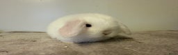Mini Lop rabbits for sale: Pure mini lops rabbits ready end of December  - Advert 1