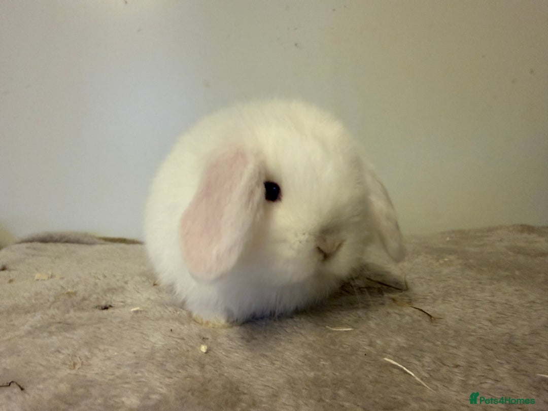 Mini Lop rabbits for sale: Pure mini lops rabbits ready end of December  - Advert 1