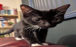 Mixed Breed cats for sale: Kitten Beau  - Image 7