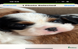 Cavalier King Charles Spaniel dogs for sale: Exstensively Health Tested Cavalier King Charle - Image 5
