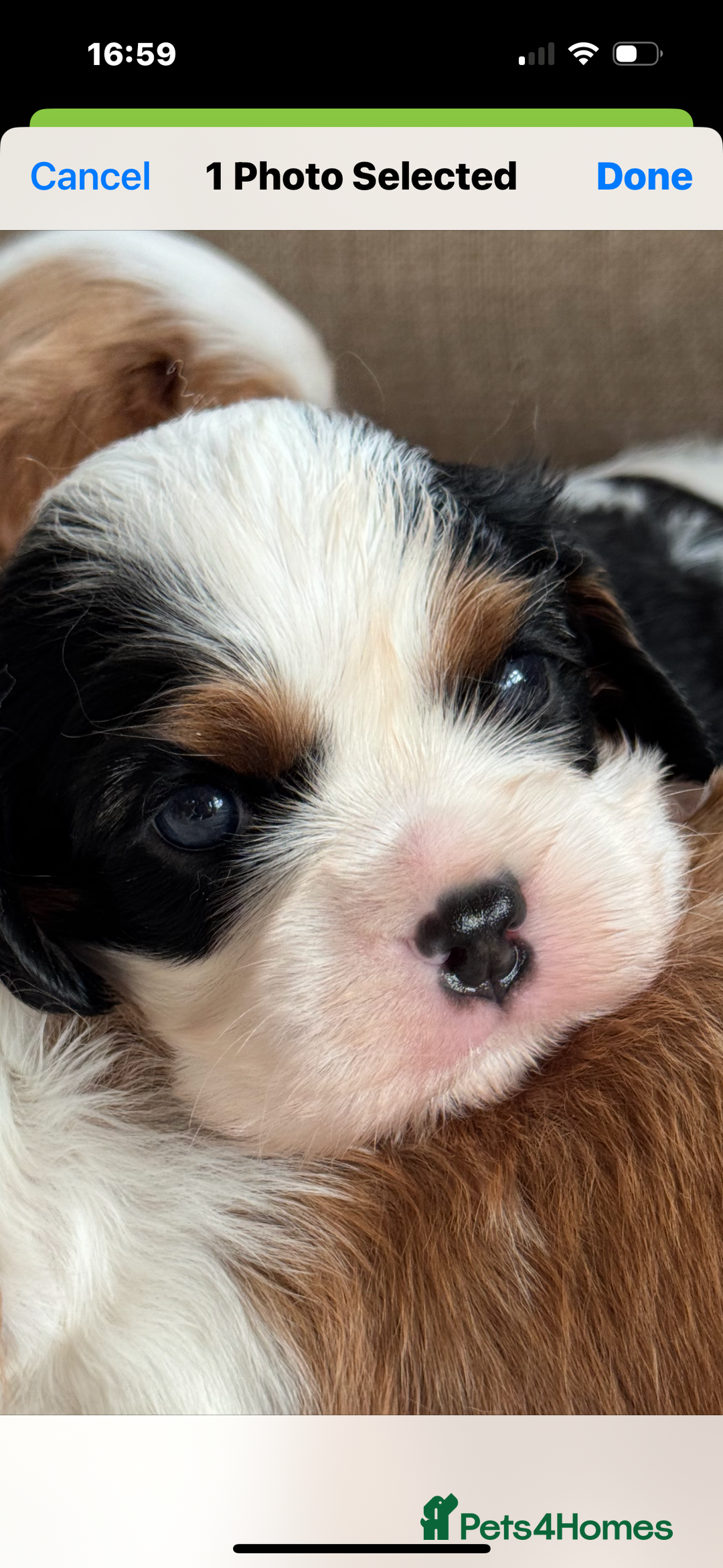 Cavalier King Charles Spaniel dogs for sale: Exstensively Health Tested Cavalier King Charle - Image 5
