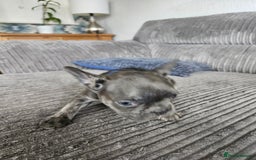French Bulldog dogs for sale: Gorgeous frenchie pups  - Image 18