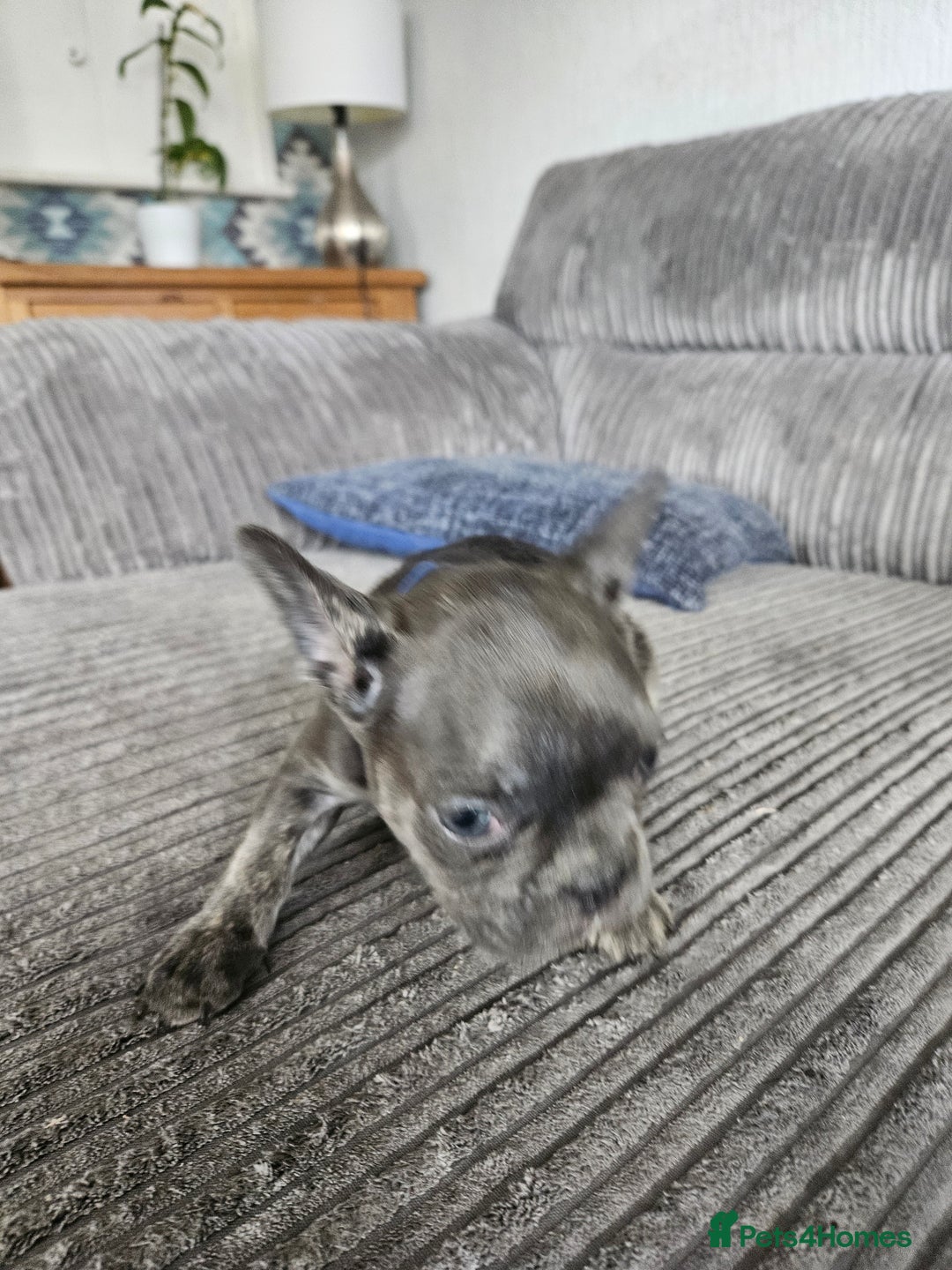 French Bulldog dogs for sale: Gorgeous frenchie pups  - Image 18