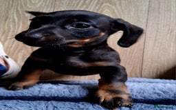 Miniature Dachshund dogs for sale: ..Miniature dachshunds 1 Girl 1BOY READY TO LEAVE  in Ellesmere Port - Image 1