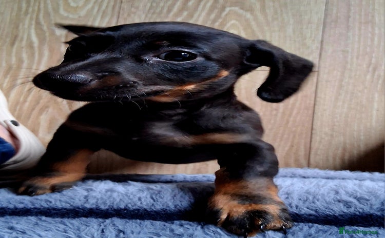 Miniature Dachshund dogs in Ellesmere Port - Advert 3