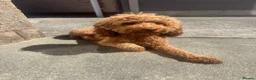 Cockapoo dogs for sale: Red cockapoo male  - Advert 2
