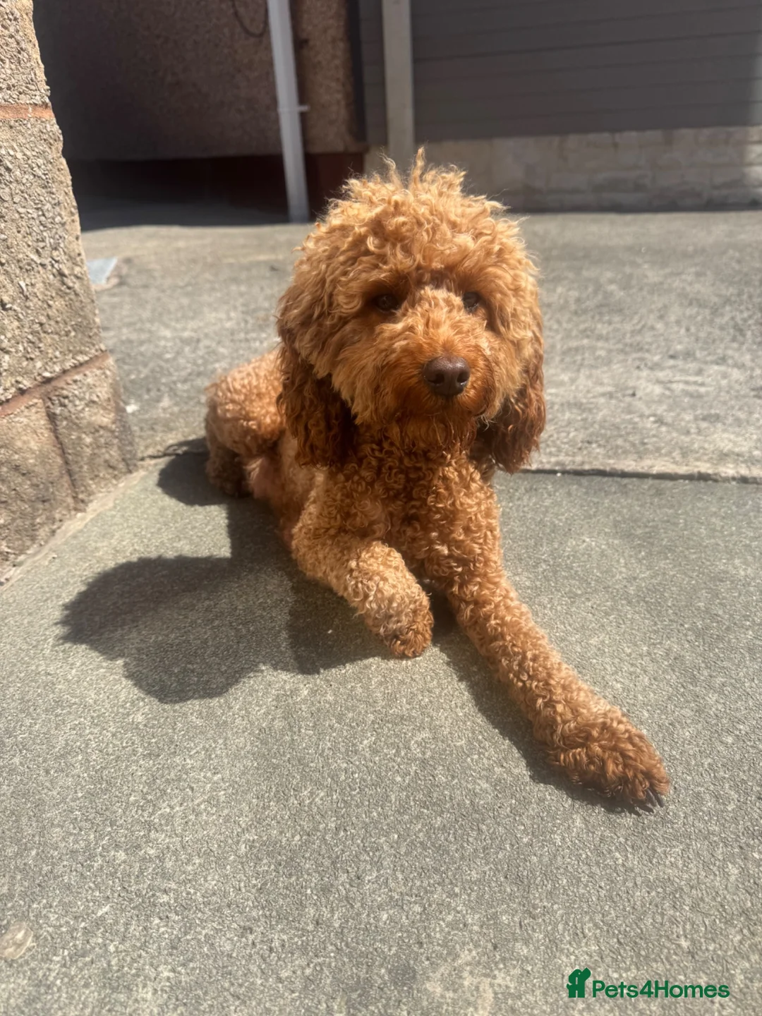 Cockapoo dogs for sale: Red cockapoo male  - Advert 2