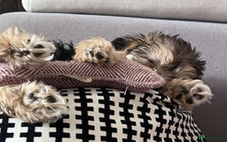 Morkie dogs for sale: Beautiful morkie looking for his new home  - Image 1