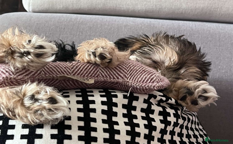 Morkie dogs - Advert 1