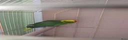 Parakeets birds for sale: For sale  - Advert 4