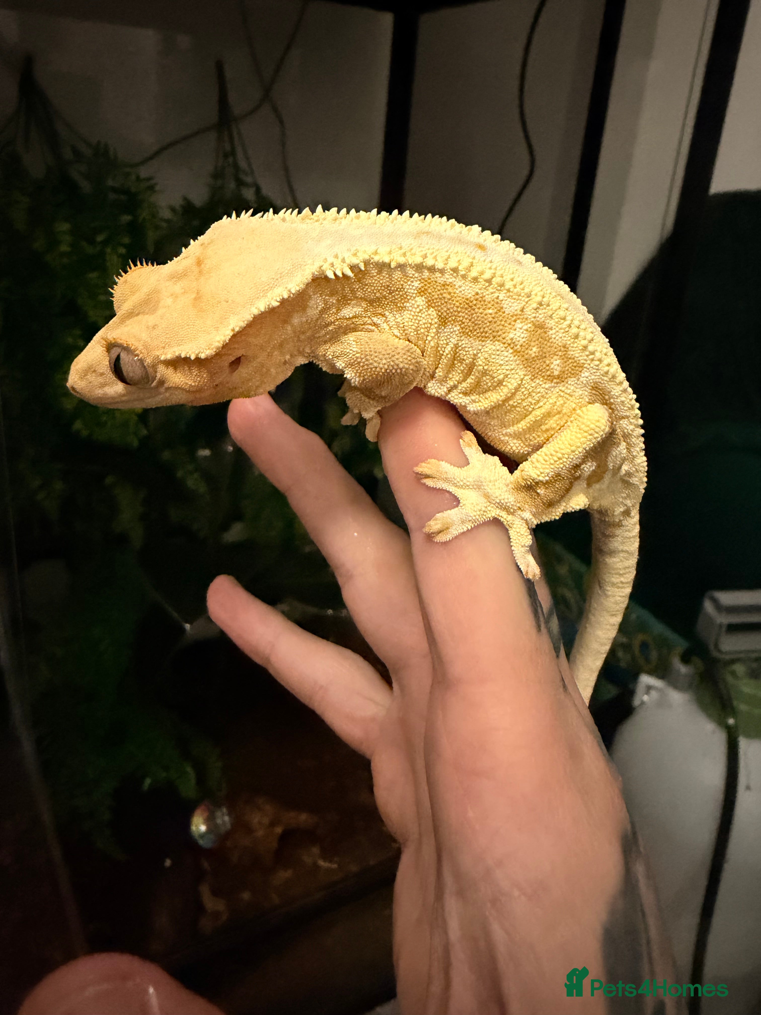 Mixed Breed reptiles Wanted crested geckos - Advert 1