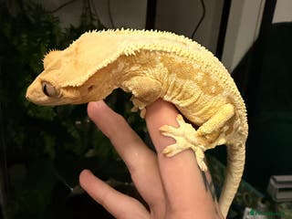 Mixed Breed reptiles Wanted crested geckos - Advert 1