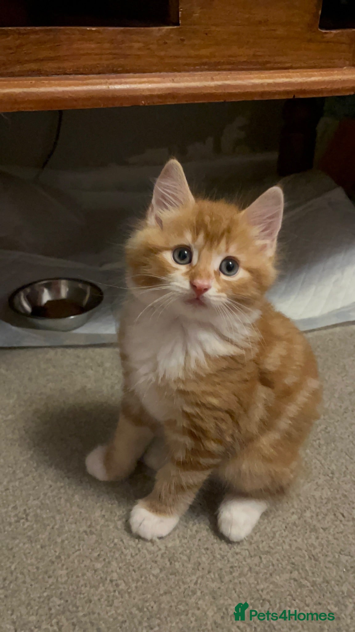 Siberian cats 1 Mixed Boy Kitten Looking for His Forever Home  - Advert 2