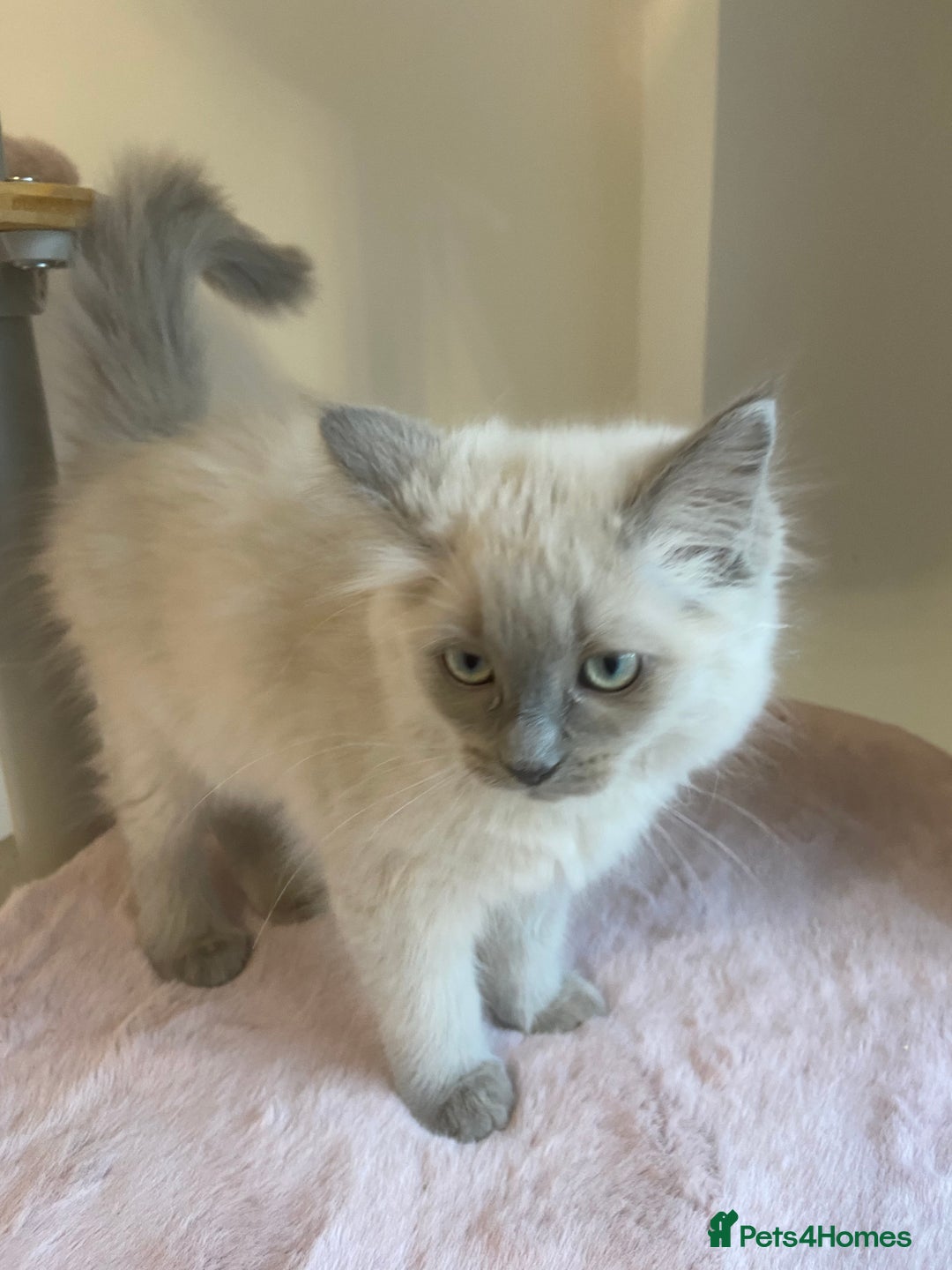 Ragdoll cats for sale: TICA ragdolls cherubim mink sepia solid tabby - Advert 13