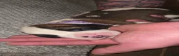 Saint Bernard dogs for sale: ONLY FEMALES LEFT!Saint Bernard Puppies For Sale🐶 - Advert 17