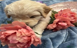 Cockapoo dogs for sale: Beautiful litter of cockapoos - Image 15