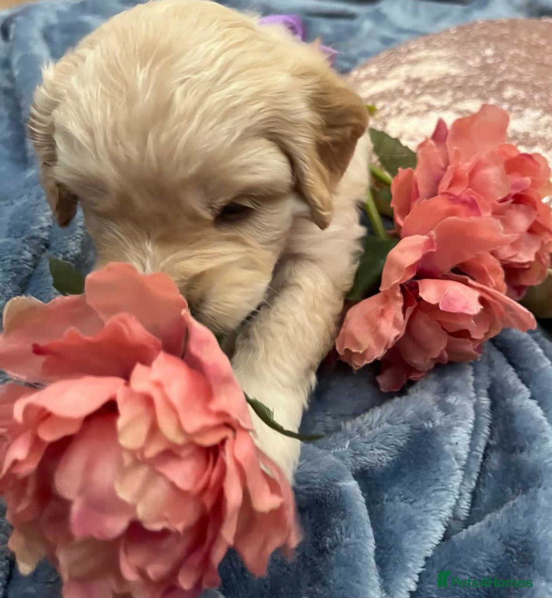 Cockapoo dogs for sale: Beautiful litter of cockapoos - Image 15
