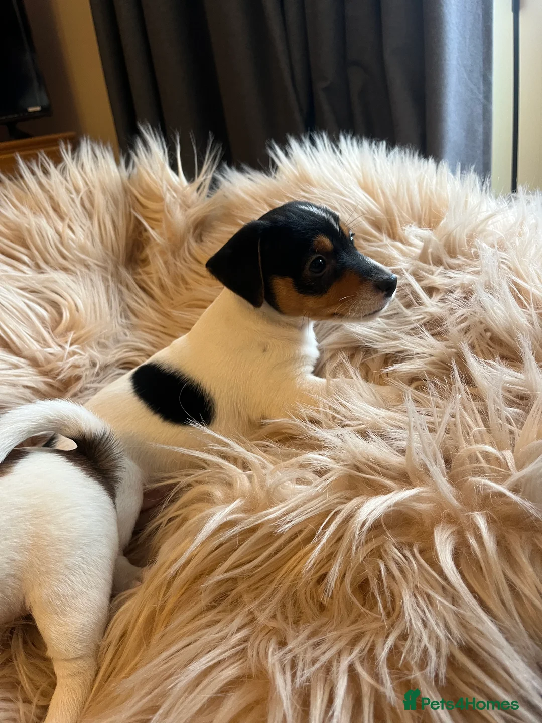 Jack Russell dogs for sale: Jack Russell - Advert 18