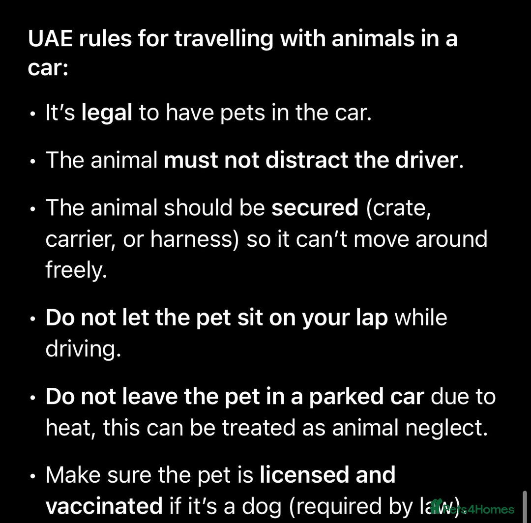 Labradoodle dogs for sale: F1B Labradoodle puppies - Advert 7