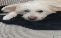 Chinese Crested dogs for sale: 1 Chinese crested Hairy Hairless BOY remaining  - Image 4