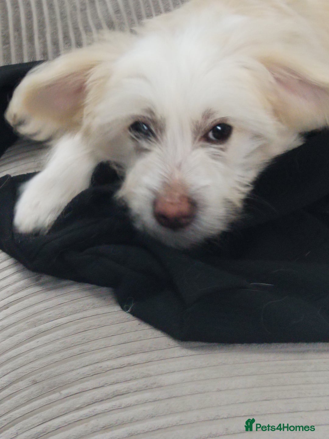 Chinese Crested dogs for sale: 1 Chinese crested Hairy Hairless BOY remaining  - Image 4