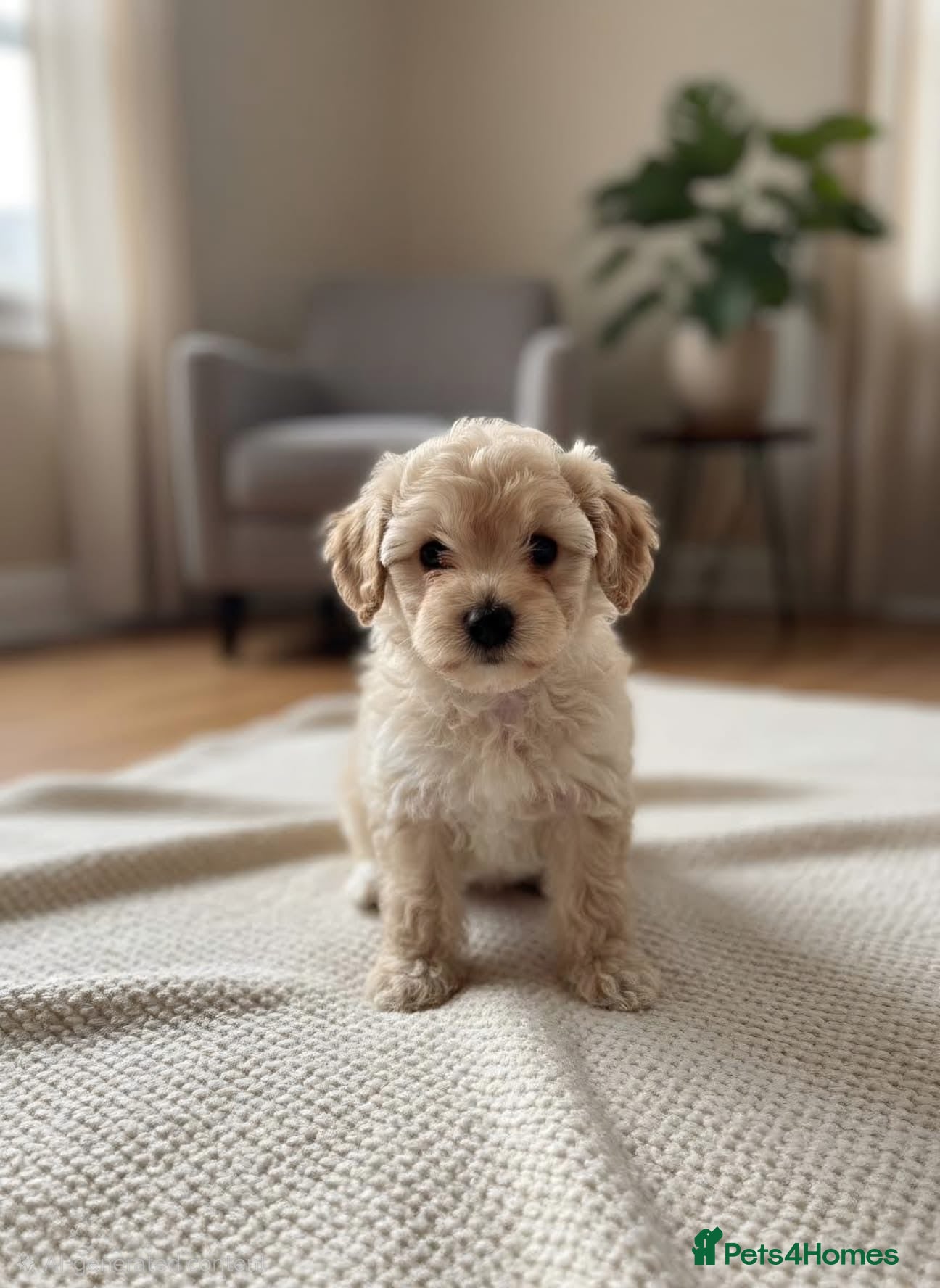 Toy Poodle dogs Exceptional Toy poodles for sale - Advert 8