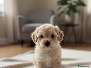 Toy Poodle dogs Exceptional Toy poodles for sale - Advert 8