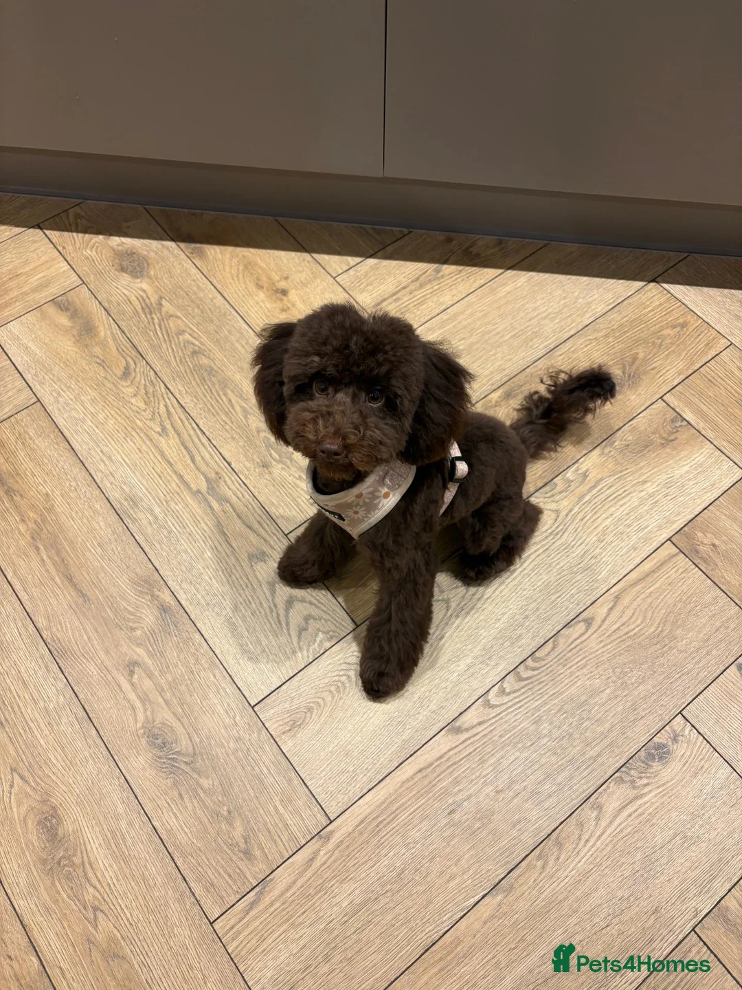Cavapoo dogs for sale: 7 month old cavapoo puppy - Advert 2