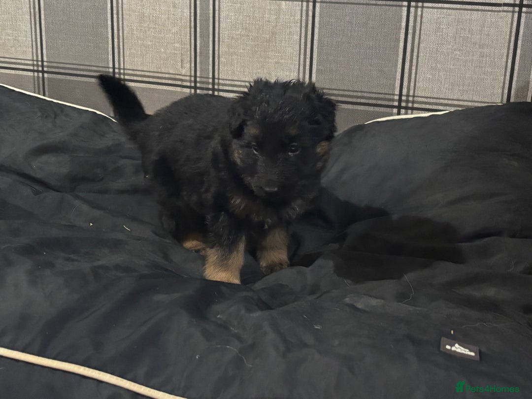 German Shepherd dogs for sale: German shepherd puppies  - Advert 5