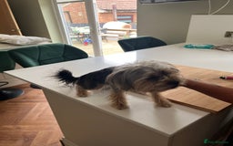 Yorkshire Terrier dogs for sale: Yorkshire terrier  - Image 2