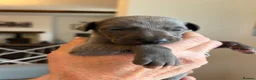 Whippet dogs for sale: Beautiful  KC whippet puppies  - Advert 11