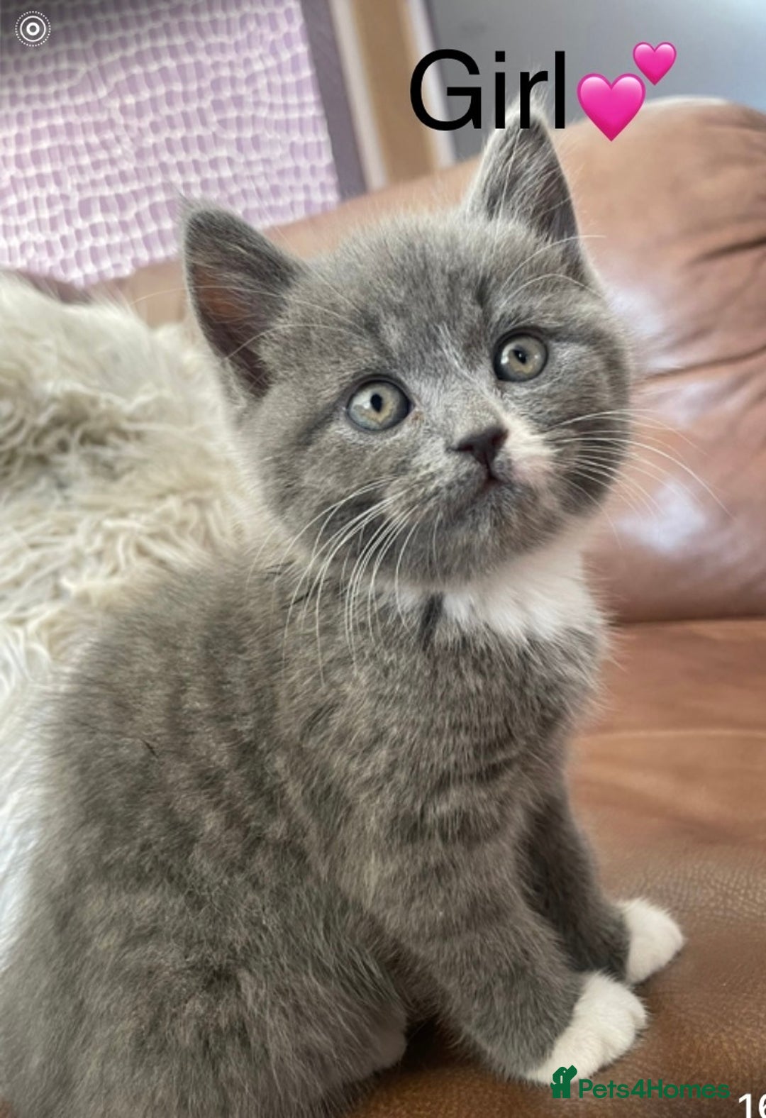 British Shorthair cats for sale: British Blue Kittens - Image 11