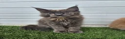 Maine Coon cats for sale: Outstanding gccf pet registered babies  - Advert 17