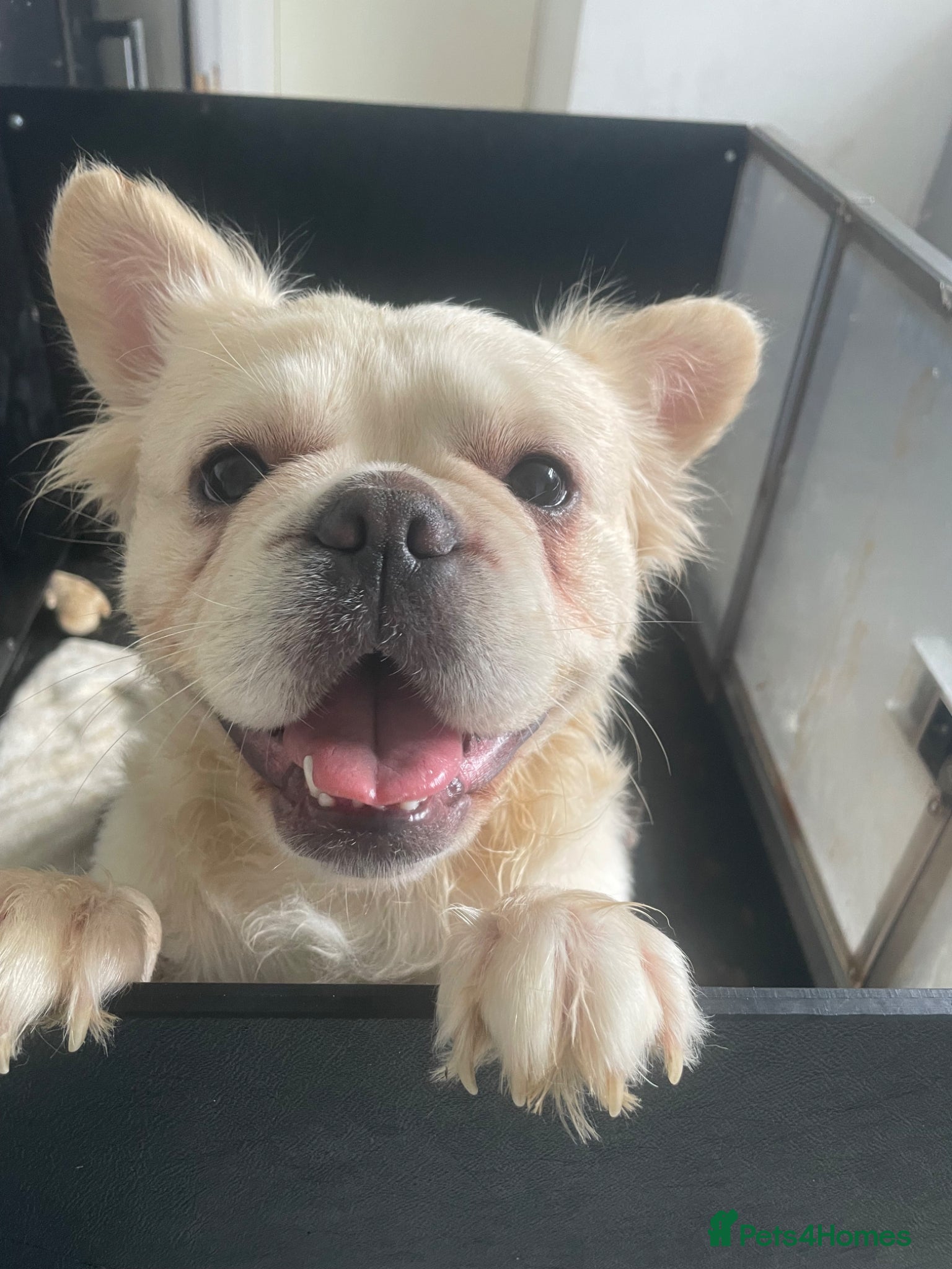 French Bulldog dogs for sale: Quality French bulldog puppies pet price in Dronfield - Advert 13