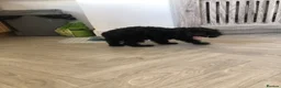 Cavapoo dogs for sale: ❗️REDUCED❗️ready to go 1 GIRL LEFT! black cavapoos - Advert 2