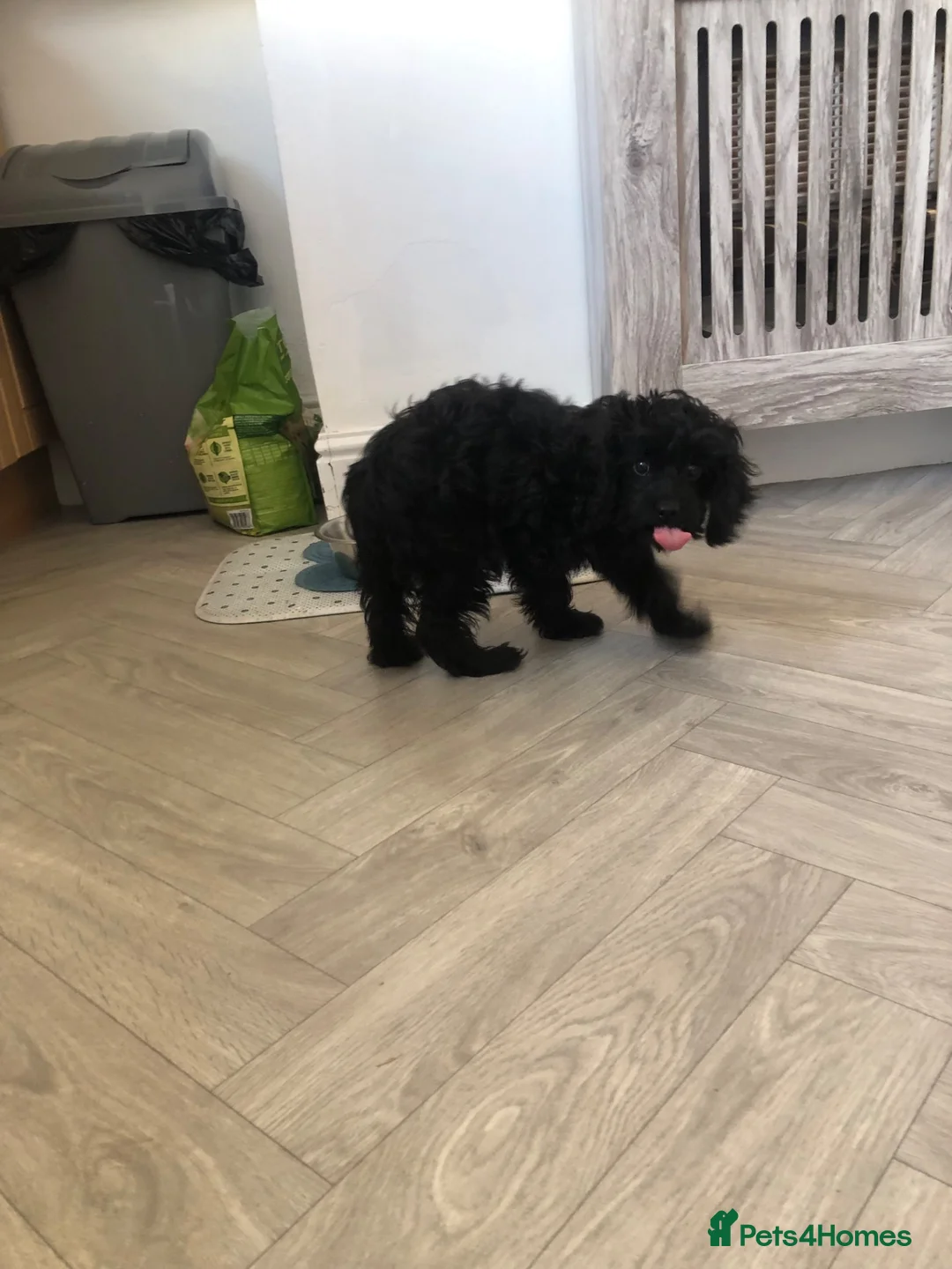 Cavapoo dogs for sale: ❗️REDUCED❗️ready to go 1 GIRL LEFT! black cavapoos - Advert 2
