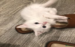 Mixed Breed cats for sale: Litter 5 kittens looking for there forever homes.  - Image 3