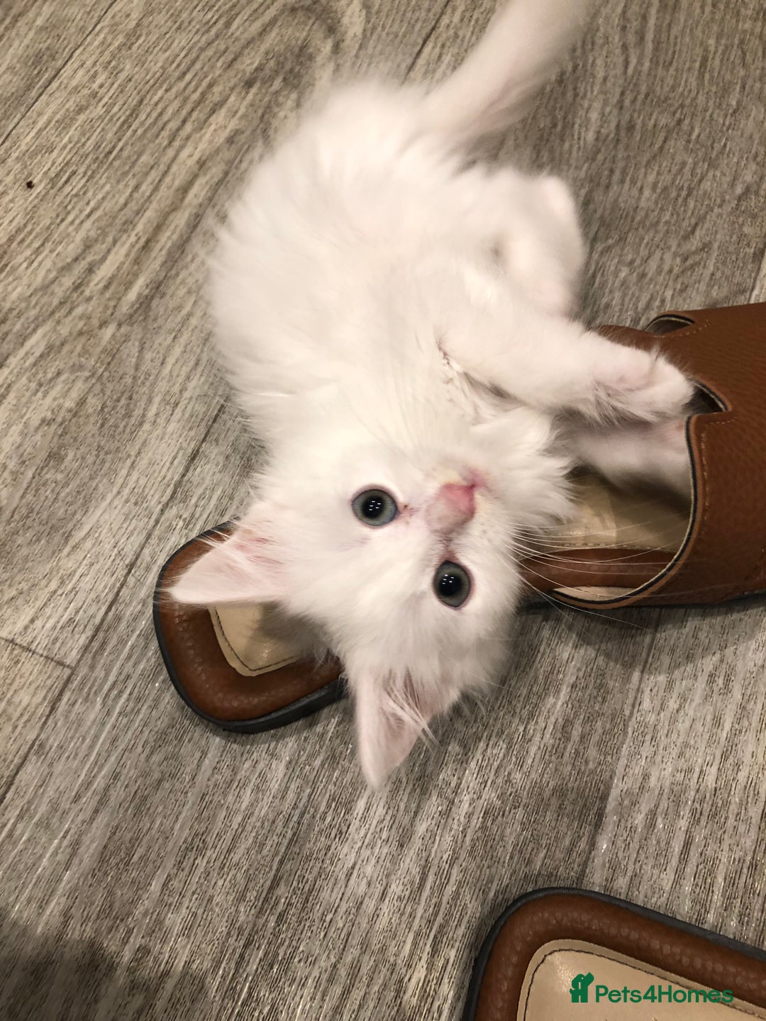 Mixed Breed cats for sale: Litter 5 kittens looking for there forever homes.  - Image 3